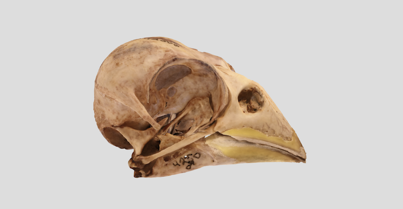 Skull of Evening Grosbeak, museum object UWYMV:Bird:4250