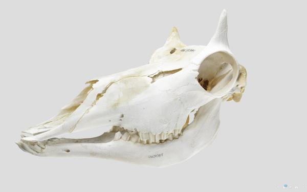 Skull of a Pronghorn, museum object UWYMV:Mamm:3738