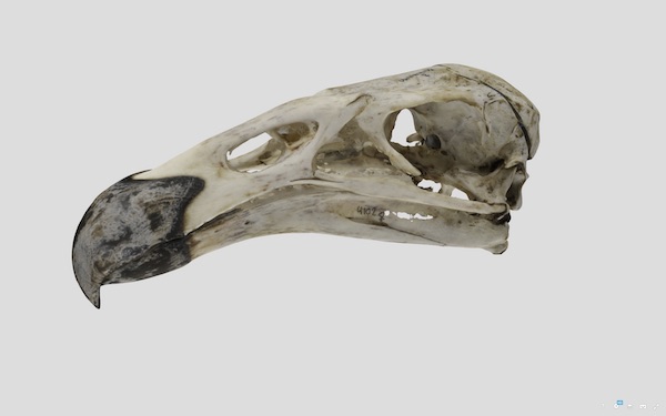 Skull of a California Condor, museum object UWYMV:Bird:4102