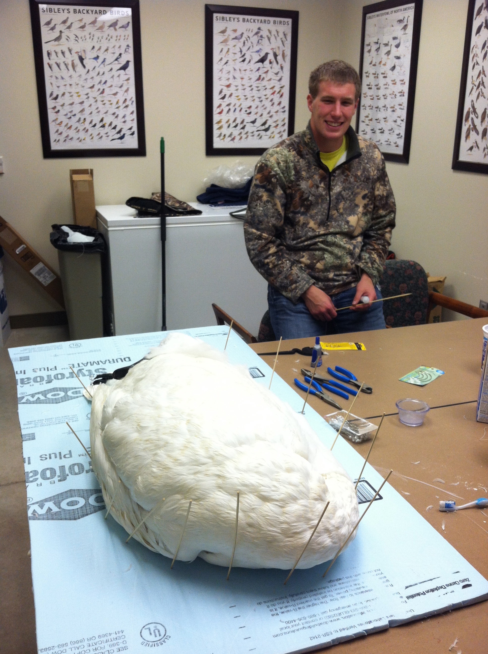 Museum student with Trumpeter Swan Skin