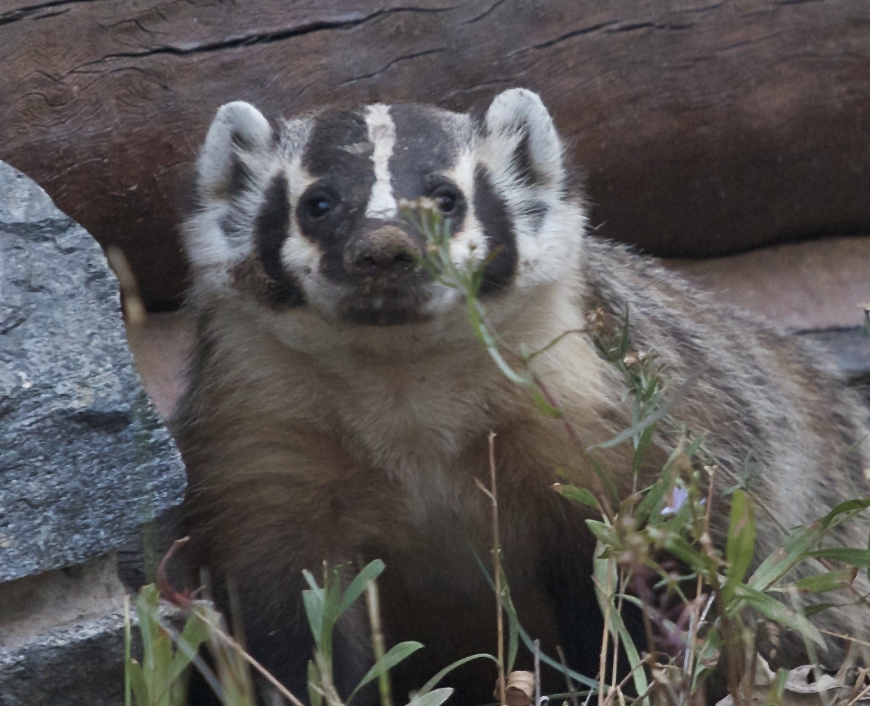 American Badger facing camera with bit of dirt on its nose.