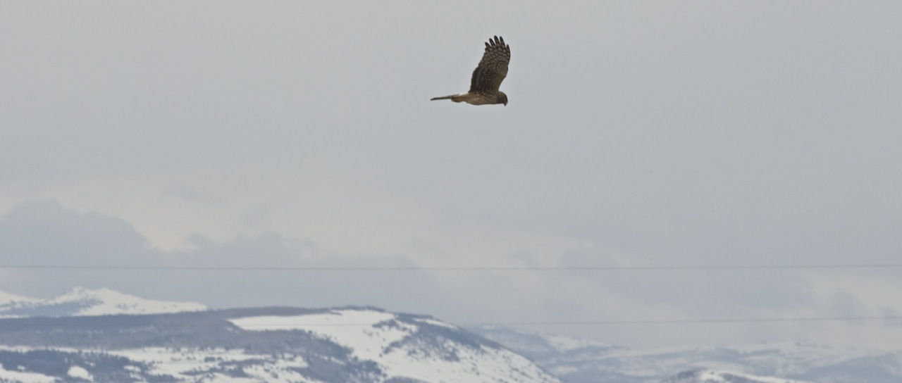 Female Northern Harrier flying over fields with mountains in background.