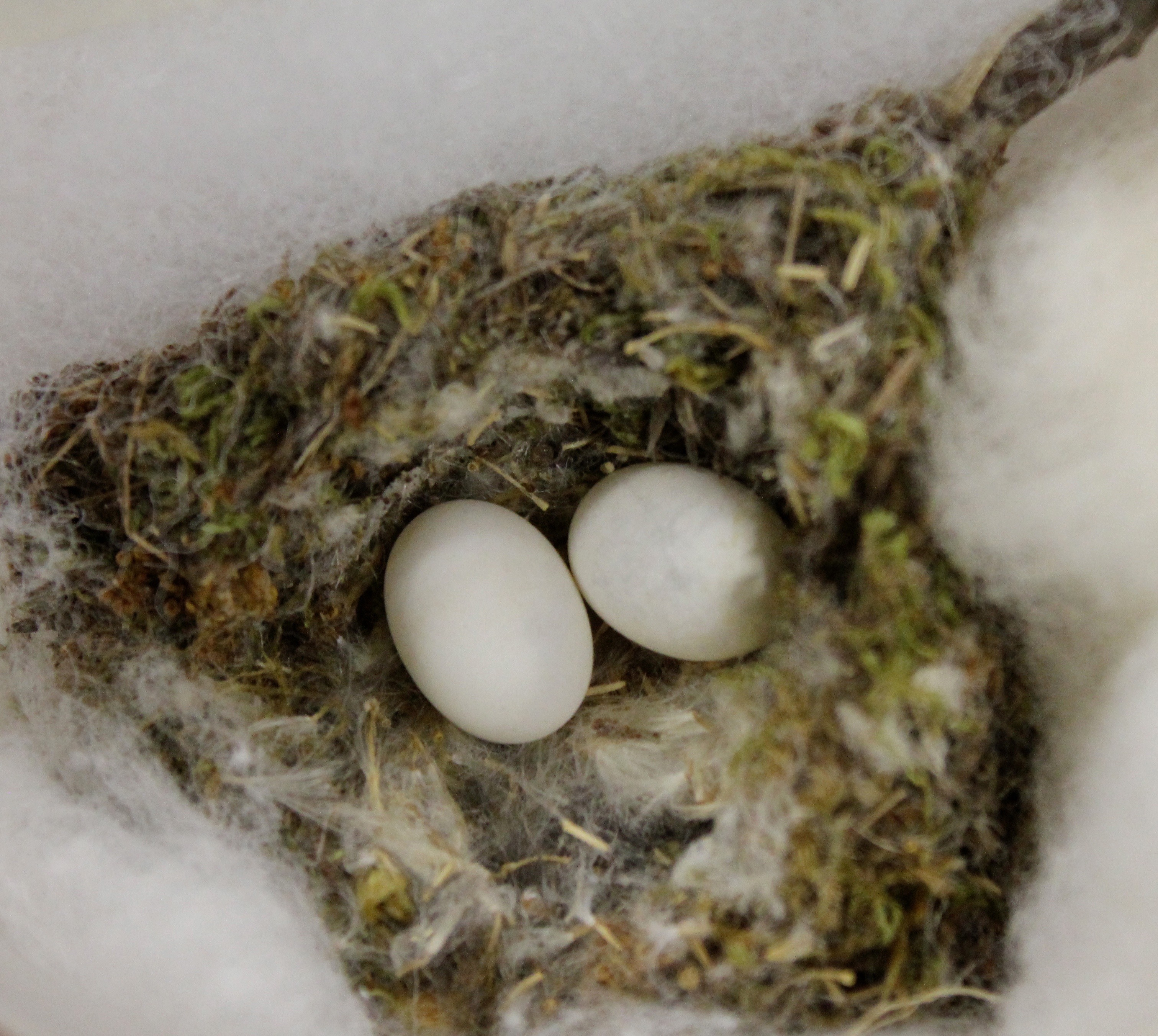 Anna's Hummingbird nest with two eggs inside.