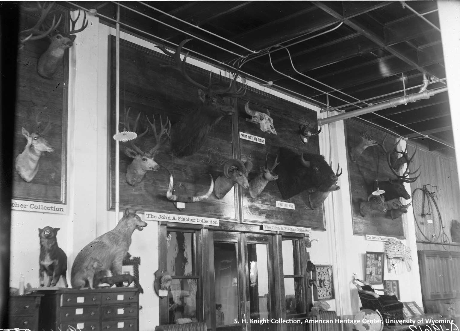 Image from the American Heritage Center, S.H. Knight Collection of old museum displays of taxidermy animals and mounted heads of deer, elk, bison, and pronghorn