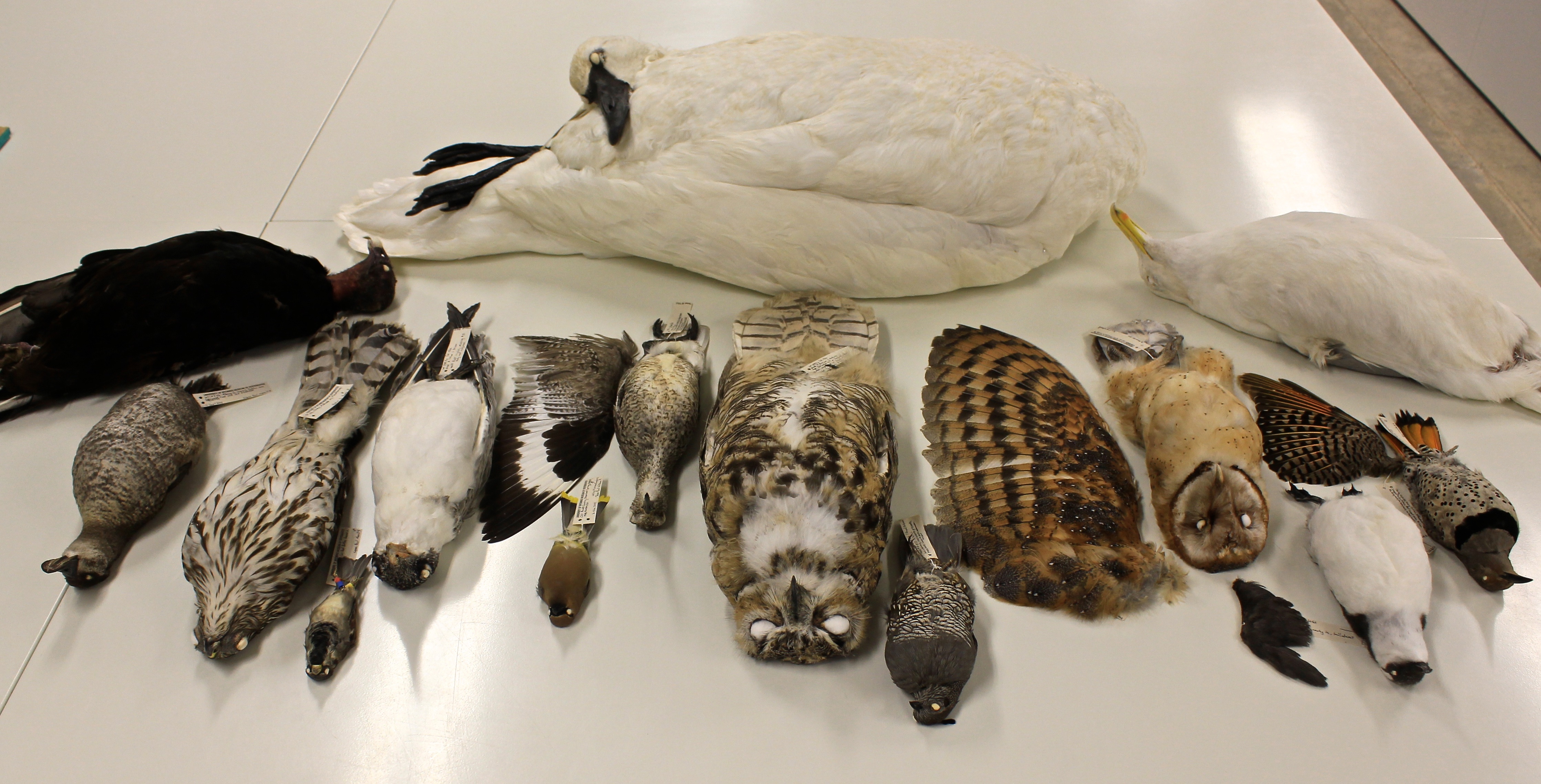 Bird skins of a Trumpeter Swan, Turkey Vulture, Ruddy Duck, Cooper's Hawk, House Sparrow, Caspian Tern, Willet, Cedar Waxwing, Great Horned Owl, California Quail, Barn Owl, Common Murre, and Northern Flicker